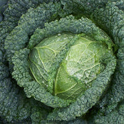 Cabbage, Melissa (1)