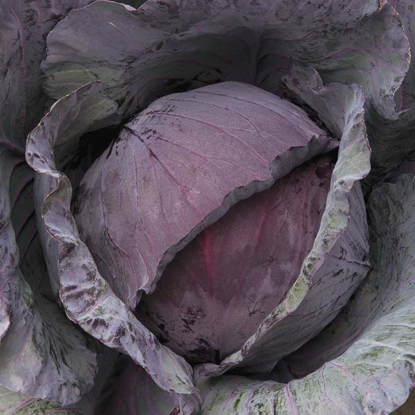 Ruby Red Cabbage Ruby King Improved F1 Untreated Red Cabbage Seeds