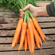 Carrot, Bengala