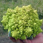 Cauliflower, Veronica_Romanesco