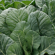 Top Chop F1 Untreated Collard Seeds