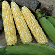 Corn, Bicolor - Catalyst XR F1 Treated Seeds