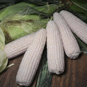 Corn, Magnolia MXR