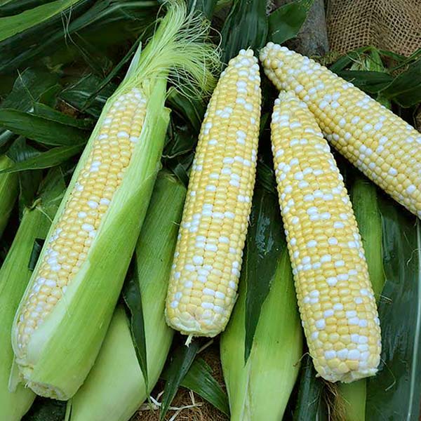 Corn Bicolor Redemption XR F1 Treated Seeds | Osborne Hybrid Farm Seed ...