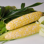 Corn, Bicolor - Sweetness F1 Untreated Seeds