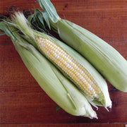 Temptation F1 Treated Corn Seeds