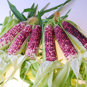 Corn, Ultra Violet