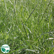 Cover Crop - Annual Ryegrass Organic Seeds
