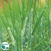 Cover Crop - Barley Organic Seeds