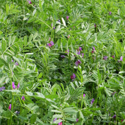 Cover Crop - Common Vetch Organic Seeds 