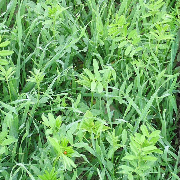 Cover Crop, Rye Vetch Mix 