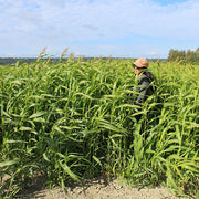 Cover Crop - Sorghum-Sudangrass - Viking 100 Brand Untreated Seeds