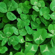 Cover Crop - White Clover Legacy Untreated Seeds