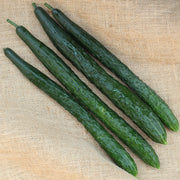 Ryu F1 Untreated Cucumber Seeds