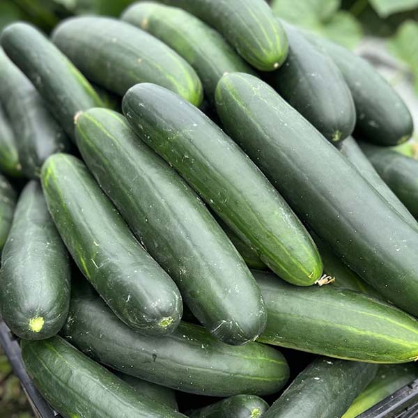 Cucumber, Samurai 252