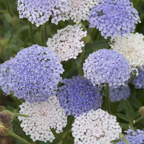Didiscus, Heavenly Umbels Formula Mix (1)