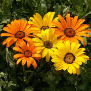 African Daisy Untreated Dimorphotheca Flower Seeds