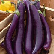 Eggplant, Violet Delite (Asian Delite)