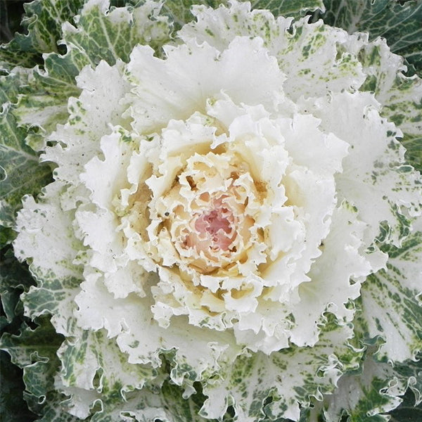 Flowering Kale, Osaka White