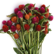 QIS Mix Untreated Gomphrena Seeds