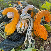 Gourd, Gourdosaurus Rex