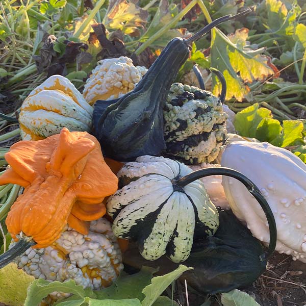 Gourd, Oh My Gourd