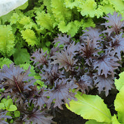 Kale - Specialty - KX-1 Untreated Seeds