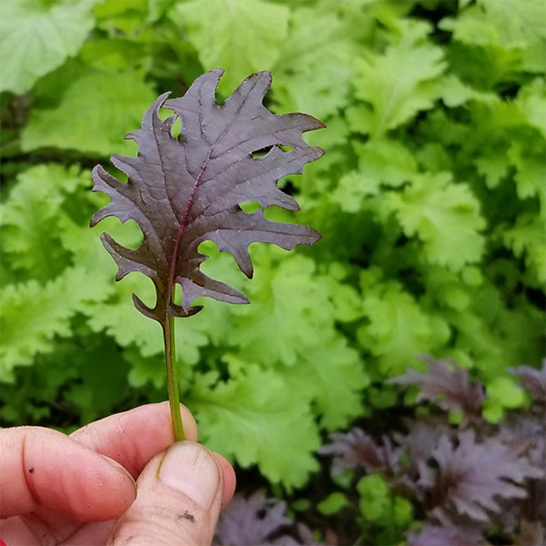 Kale - Specialty - KX-1 Grown