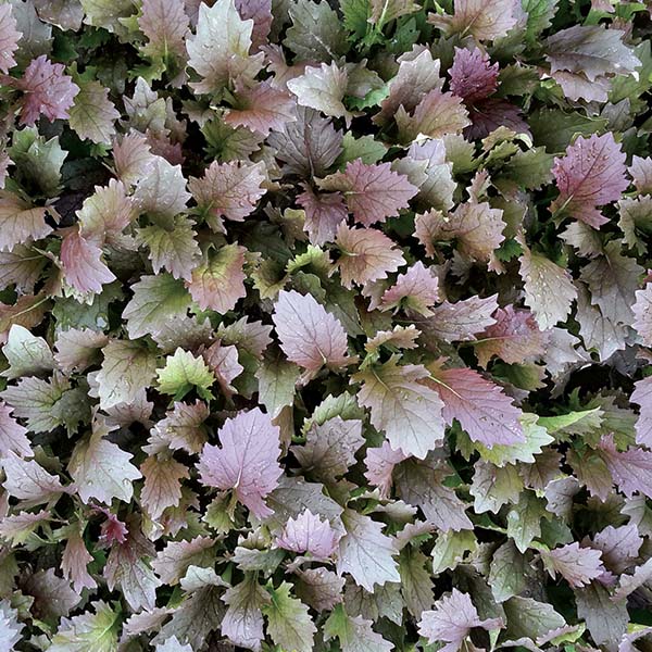Red Baron Plus Mizuna F1 Untreated Asian Greens Seeds