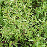 Herb/Savory - Summer Savory Untreated  Seeds