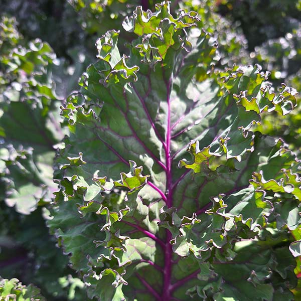 Kale, Rubybor