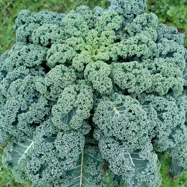 Kale, Wunderbor (1)