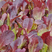Albarossa (Red Baby Leaf 4.44) Untreated Baby Leaf Lettuce Seeds