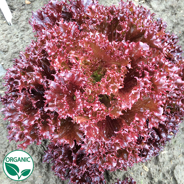 Azirka Untreated, NOP-Compliant Pellet Lettuce Seeds