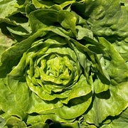 Lettuce, Carmanda