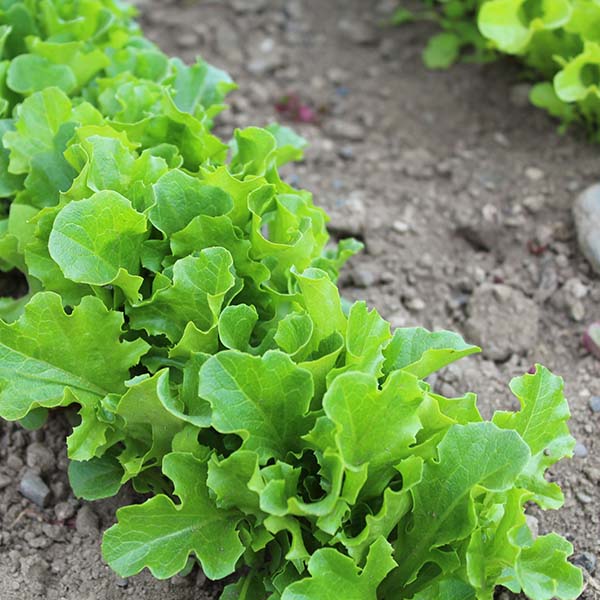 (Vegetable) Lettuce, Clearwater 