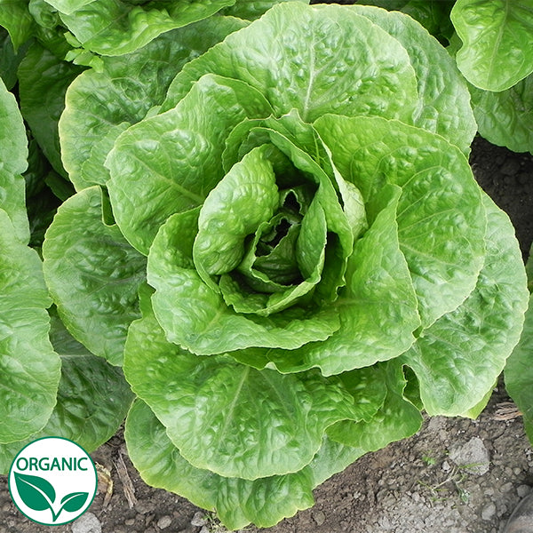 Coastal Star Organic, NOP-Compliant Pellet Lettuce Seeds