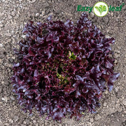 Lettuce, Ezflor Eazyleaf