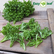 Green Reef Untreated, Conventional Pellet Lettuce Seeds