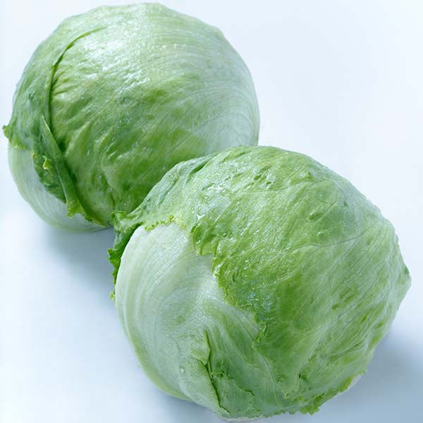 Portola Untreated, NOP-Compliant Pellet Lettuce Seeds