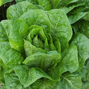 (Vegetable) Lettuce, Salvius