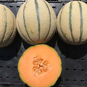 Armanno F1 Untreated Tuscan Melon Seeds