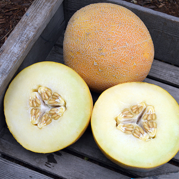 San Juan F1 Untreated Ananas Melon Seeds