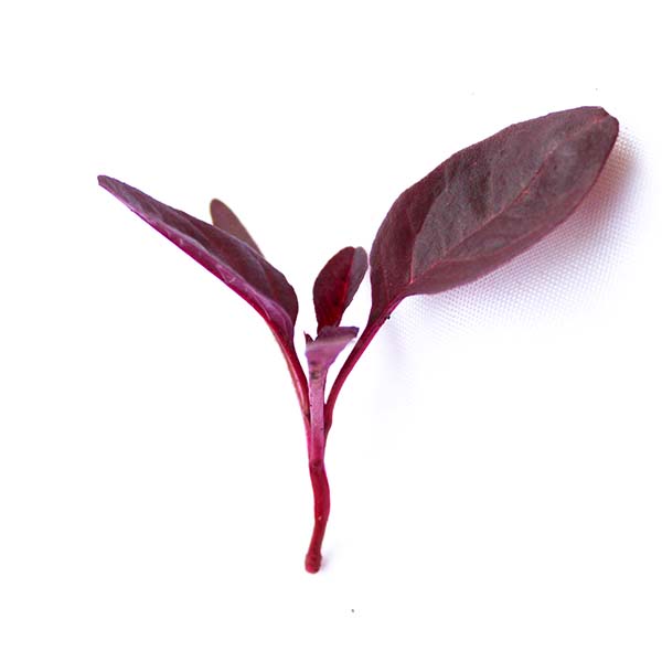 Amaranth - Red Aztec Untreated Microgreens Seeds