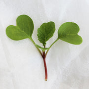 Radish China Rose Untreated Microgreen Seeds