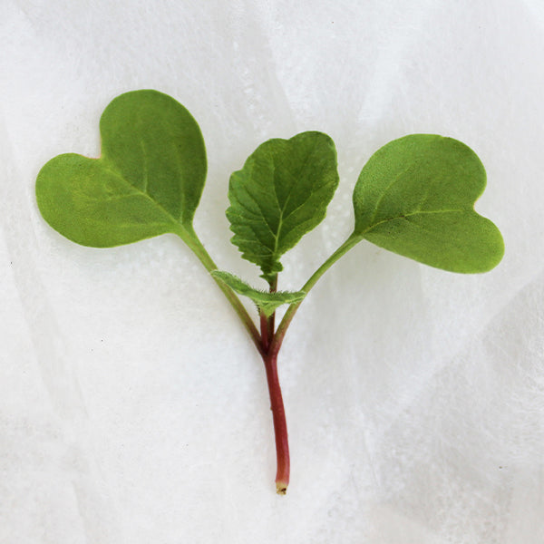 Radish China Rose Untreated Microgreen Seeds