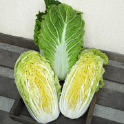 China Star F1 Treated Napa Cabbage Seeds