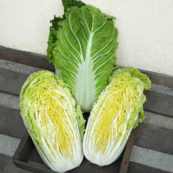 China Star F1 Treated Napa Cabbage Seeds | Osborne Farm Seeds