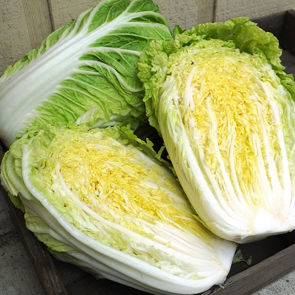 Cabbage, Napa - China Gold Treated Seeds