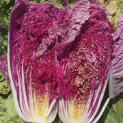 Napa Cabbage, Scarvita